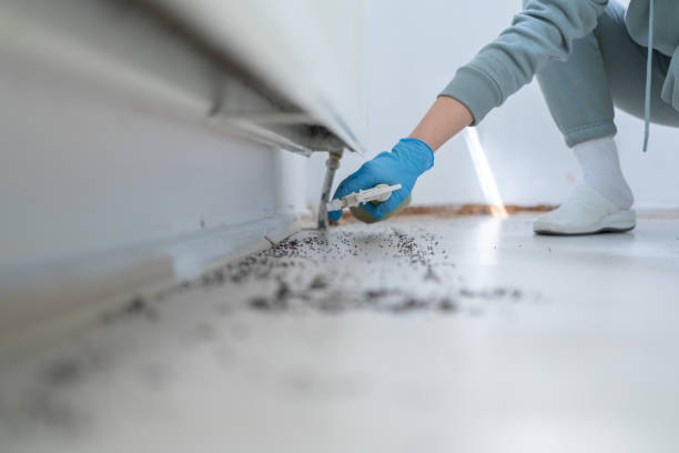 Best Wasp Removal Services  in Lyman, SC
